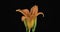 Zoom of a blooming orange lily flower. Isolated.