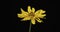 Zoom of a blooming yellow chamomile flower. Isolated.