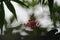 zoom, bokeh photo of flowers and leaves of iodine plant