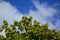 Zoom on a Chestnuts tree in the blue sky