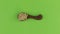 Zoom of a clay spoon with pearl barley grain. Chroma key, green screen.