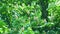 Zoom: Close-up of Horse-Chestnut Tree, Aesculus hippocastanum