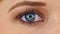 Zoom Into Close-up Macro Shot of Female Human Eye Blinking
