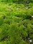 Zoom in close up of a moss area appearing to be a large lush soft landscape