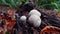 Zoom in on Common puffball mushrooms growing on a rotting tree trunk