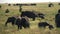 zoom in on an elephant herd grazing on grass at serengeti national park