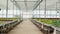 Zoom in on empty greenhouse covered with transparent film with rows of colorful mixed lettuce types