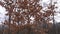 Zoom focus video to autumn tree with dry withered brown leaves in a park outdoor