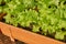 Zoom Green Lettuce in Long Plant Pots with Natural Light