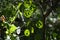 Zoom on a green Lunaria plante