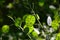 Zoom on a green Lunaria plante