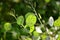 Zoom on a green Lunaria plante