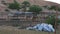 Zoom in of a group of camels eating hay in a camel farm in Ras al Khaimah, UAE