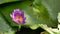 Zoom in honey bee flying collecting pollen in deep of blooming purple water lily captured at a lotus pond in Thailand. Lotus flow