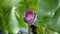 Zoom in honey bee flying collecting pollen in deep of blooming purple water lily captured at a lotus pond in Thailand. Lotus flow