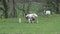 Zoom in of Jacob sheep lambs and ewes in a farm field in Cornwall, UK