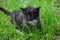 Zoom on a kitten in the garden