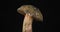 Zoom of one forest mushroom. Close-up. Isolated