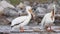 A zoom out of an American white pelican scratching with its leg on a river.
