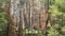 Zoom-out, burned trees, Dandenong ranges, Australia, nature, tree, trees, burned