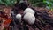 Zoom out on Common puffball mushrooms growing on a rotting tree trunk