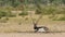 Zoom out effect of male blackbuck or antilope cervicapra or indian antelope in open field in natural green background of tal