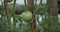 Zoom out from a green tomato hanging on the bush