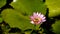 Zoom out honey bee flying collecting pollen in deep of blooming purple water lily captured at a lotus pond in Thailand. Lotus flo