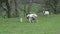 Zoom out of Jacob sheep lambs and ewes in a farm field in Cornwall, UK