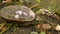 Zoom out land turtles sleep on ground near stream 4k footage