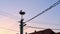 Zoom out shot of a white stork in its nest at the top of a nesting pole with power cables running beneath it. sunset colors