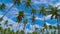 Zoom out time lapse coconut trees and moving clouds in 4K