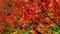 Zoom out view of colorful Maple leaves of autumn season