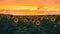 Zoom out view dramatic Sunset sky behind sunflowers field timelapse. Cinematic summer agriculture time lapse