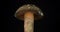 Zoom of a rotating forest mushroom. Isolated