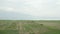 Zoom in of scenic meadow and herd of black water buffalos.