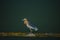 Zoom shot of colorful birds perched on the timber on the emerald water.