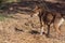 Zoom in shot of a stray dog looking away steady and a dead bird on the ground in Veterinary concept.