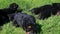 Zoom in at small group of black german shepherd puppies crawl in green grass