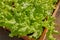 Zoom View Green Lettuce in Long Plant Pots