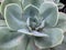 Zoom View Succulent Plant Background