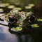 A zoomed-in perspective of a frog on a lily pad, its eyes just above the water, watching the world go by