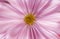 Zoomed pink daisy