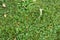Zoomed in rough grass texture
