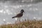 Zoomed shot of a Plover or Lapwing bird on the lake bank with light reflections from water behind