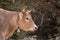 Zoomed in side view of a brown cows head with horns, looking into the distance. Wearing a golden collar with a bell. Eating grass