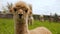 Zoomed in video of an alpaca in a green field