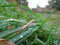 Zoomed in view of blades of grass with rain drops