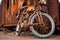 zoomed-in view of a rusted, ancient bike next to vibrant, new bike