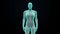 Zooming female Human body scanning internal organs, Digestion system.Blue X-ray light.